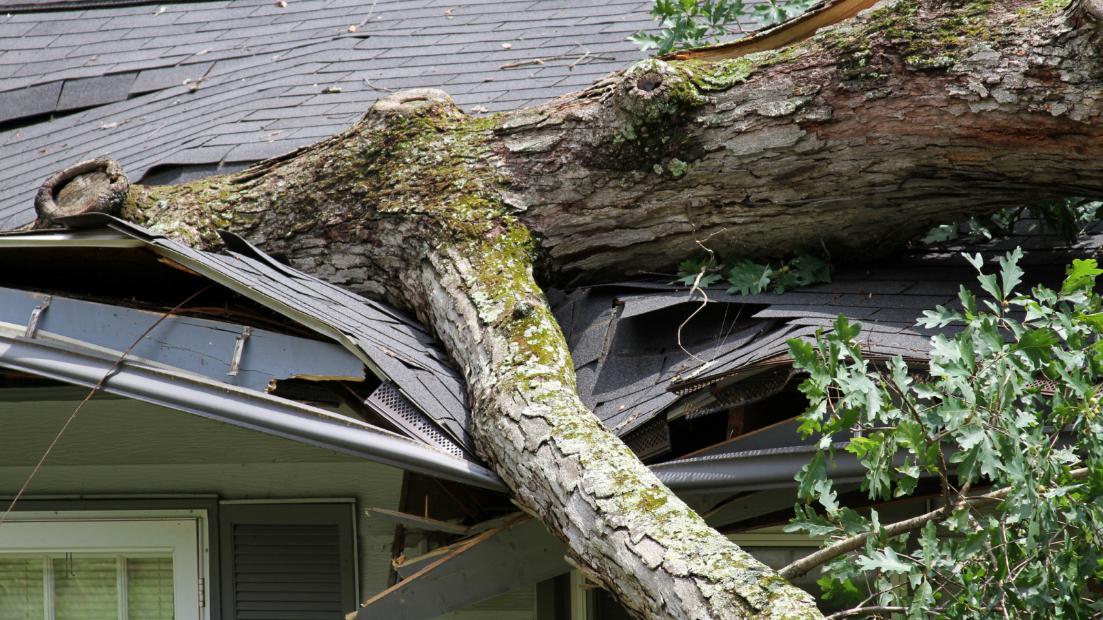 Damage to roof because of a fallen tree